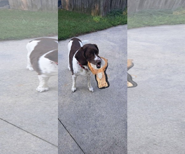Medium Photo #3 Border Collie-Brittany Mix Puppy For Sale in Curwensville, PA, USA