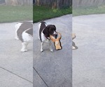 Small #2 Border Collie-Brittany Mix