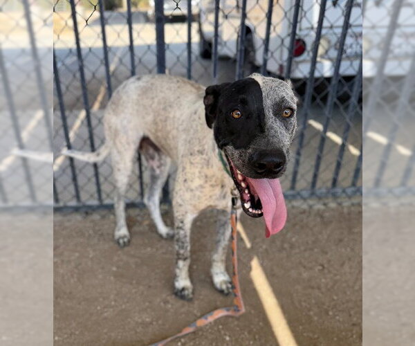 Medium Photo #2 Great Dane-Unknown Mix Puppy For Sale in Riverside, CA, USA