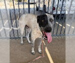 Small #1 Great Dane Mix