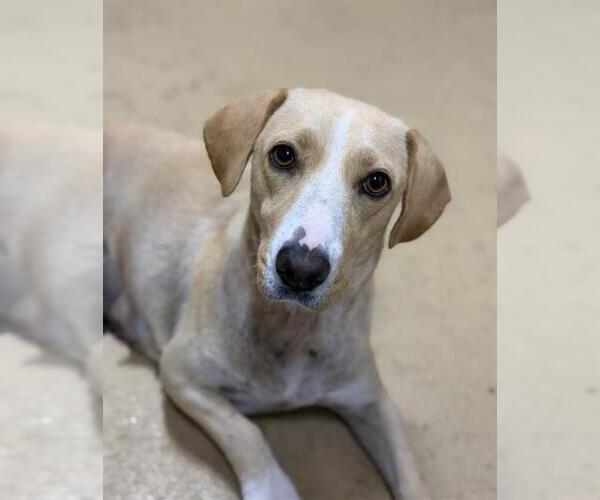 Medium Photo #1 Beagle-Unknown Mix Puppy For Sale in Chula Vista, CA, USA