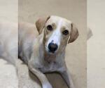 Small Beagle Mix
