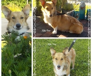 Mother of the Pembroke Welsh Corgi puppies born on 01/20/2022