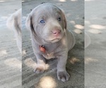 Small Photo #3 Labrador Retriever Puppy For Sale in DIETERICH, IL, USA