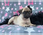 Small Photo #13 Pug Puppy For Sale in LAKELAND, FL, USA