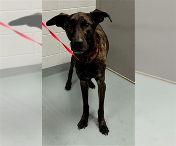 Medium Photo #2 Labrador Retriever-Unknown Mix Puppy For Sale in St. Cloud, FL, USA