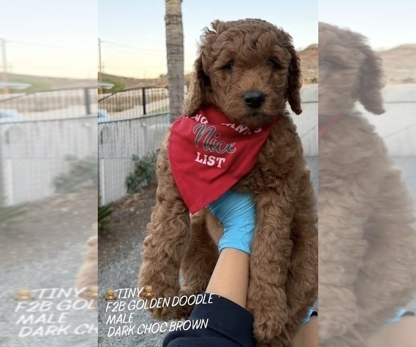 Medium Photo #4 Goldendoodle Puppy For Sale in NORCO, CA, USA