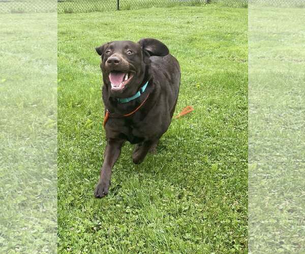 Medium Photo #3 Labrador Retriever Puppy For Sale in Chester, NJ, USA