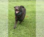Small #2 Labrador Retriever