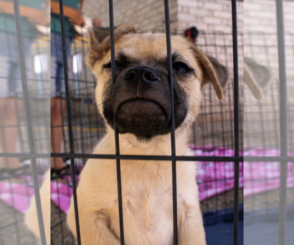 Medium Photo #2 Pug-Unknown Mix Puppy For Sale in Williamsburg, NM, USA