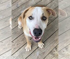 Boxer-Unknown Mix Dogs for adoption in Pottstown, PA, USA