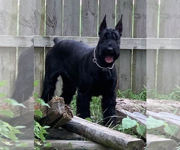 Medium Photo #8 Schnauzer (Giant) Puppy For Sale in DAYTON, OH, USA