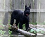 Small #7 Schnauzer (Giant)