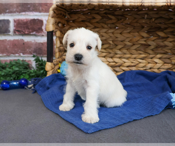 Medium Photo #9 Schnauzer (Miniature) Puppy For Sale in SYRACUSE, IN, USA