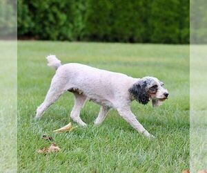 Mother of the Poodle (Miniature) puppies born on 07/28/2025