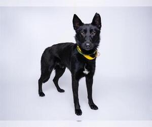 Mutt Dogs for adoption in Santa Cruz, CA, USA