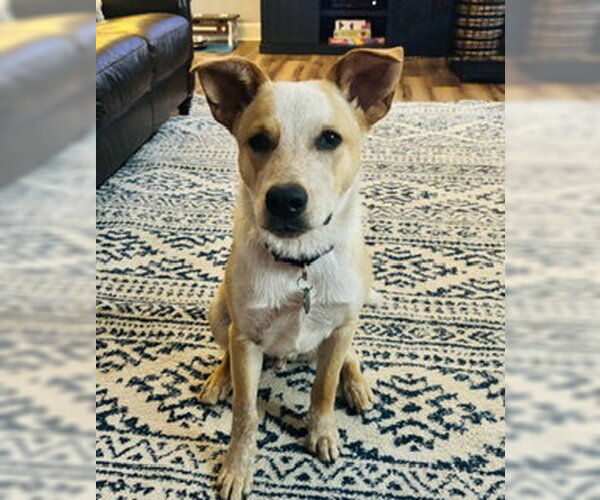 Medium Photo #3 Mutt Puppy For Sale in Garden City, NY, USA