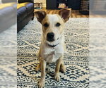 Small #2 Mutt