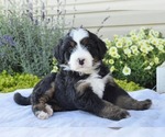 Small #16 Bernedoodle (Miniature)