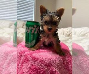 Yorkshire Terrier Puppy for Sale in GREENWOOD, Indiana USA