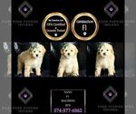 Small #1 Maltipoo