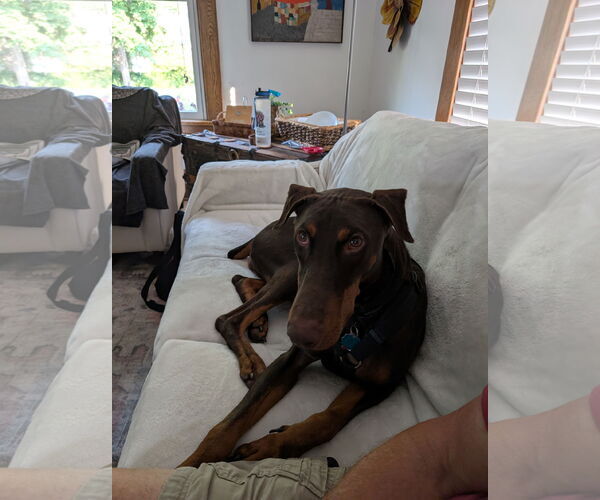 Medium Photo #6 Doberman Pinscher Puppy For Sale in Minneaoplis, MN, USA