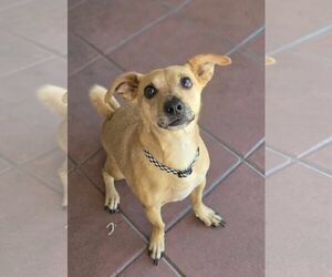 Chiweenie Dogs for adoption in Phoenix, AZ, USA