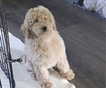 Small #3 Goldendoodle-Poodle (Toy) Mix