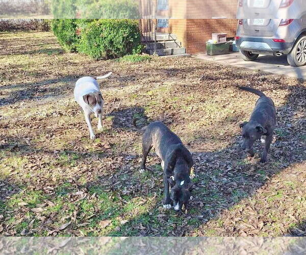Medium Photo #13 American Pit Bull Terrier-Unknown Mix Puppy For Sale in Germantown, OH, USA