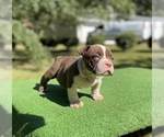 Small Photo #1 American Bully Puppy For Sale in COVINGTON, GA, USA