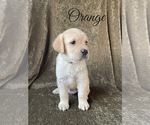 Small Photo #22 Labrador Retriever Puppy For Sale in MURRIETA, CA, USA