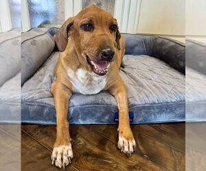 Quinn - Female Beagle-Unknown Mix Dog for Adoption - Photo #2