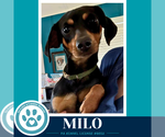 Small #3 Dachshund Mix