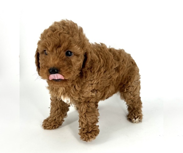 Medium Photo #5 Poodle (Toy) Puppy For Sale in BATESBURG, SC, USA
