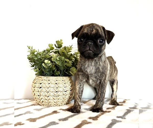 Medium Photo #4 Pug Puppy For Sale in INDIANAPOLIS, IN, USA