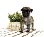 Small #3 Pug