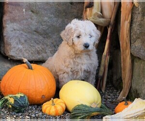 Goldendoodle (Miniature) Puppy for sale in FREDERICKSBG, OH, USA