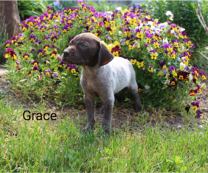 German Shorthaired Pointer Puppy for sale in RAGERSVILLE, OH, USA