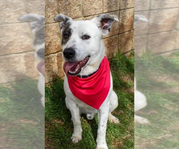 Medium Photo #1 Mutt Puppy For Sale in Tulsa, OK, USA