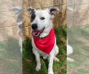 Mutt Dogs for adoption in Tulsa, OK, USA