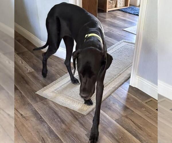 Medium Photo #1 Great Dane Puppy For Sale in San Diego, CA, USA