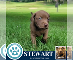 Small #2 American Pit Bull Terrier-Labrador Retriever Mix