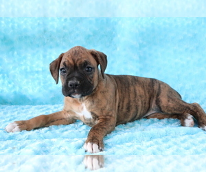 Boxer Puppy for sale in SHILOH, OH, USA