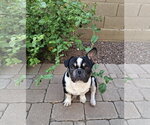 Small #2 French Bulldog