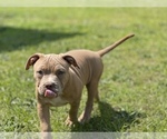Small Photo #12 American Bully Puppy For Sale in RAEFORD, NC, USA