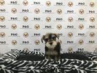 Small Photo #1 Schnauzer (Miniature) Puppy For Sale in TEMPLE CITY, CA, USA