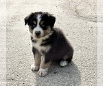 Small Photo #1 Australian Shepherd Puppy For Sale in ACTON, CA, USA