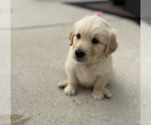 Golden Retriever Puppy for sale in ADDISON, IL, USA