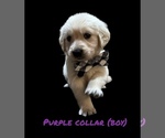 Small #4 English Cream Golden Retriever