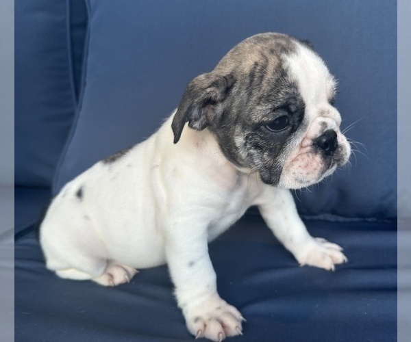 Medium Photo #15 English Bulldog Puppy For Sale in WEEKI WACHEE, FL, USA